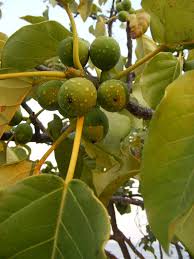 Image result for Ficus laurifolia