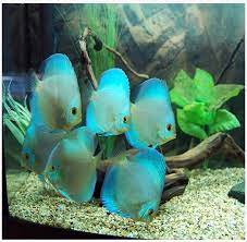 Check out our specials on discus and cichlids! Blue Diamond Discus Arizona Aquatic Gardens