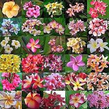 Image result for Plumeria rubra