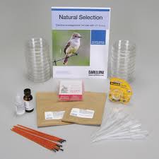 Developing an explanation for tuskless elephants natural selection published november 2018 www.biointeractive.org page 3 of 6 activity educator materials answer key task i: Carolina Investigations For Use With Ap Biology Natural Selection Carolina Com