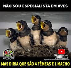 Hoje O Estagiario Esta A Mil Em 2020 Memes Engracados Foto Por Dia Macho