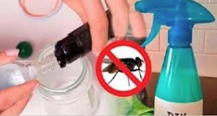 Utilisez Ce Melange Et Vous Ne Verrez Jamais Des Mouches Dans Votre Maison Avec Images Trucs Et Astuces Astuce Naturelle Fait Maison