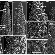 Image result for Andropterum stolzii