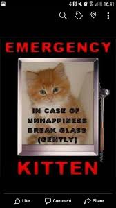 Original Caturday I Can Haz Cheeseburger Cheezburger Cat Cute Funny Animals I Can Haz