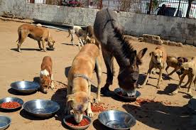 Start your adoption journey online. Animal Welfare St R Ay Safe