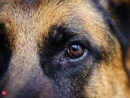 This is rare, but lymphoma can actually affect any part of your dog's lymph tissue. Buddy First Dog To Be Infected With Covid In The Us Passes Away The Economic Times