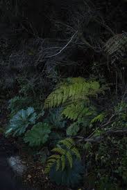 Image result for Myrothamnaceae