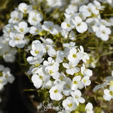 Image result for Arabis