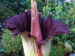 Terkeren 30 Lukisan Bunga Bangkai 56 Populer Gambar Bunga Bangkai Download 200 Gambar Bunga Raflesia Dan Bunga Bangkai Hd Paling Keren Download 6 Plants