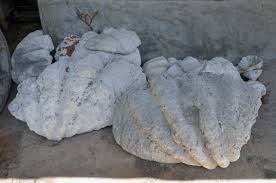 Maybe you would like to learn more about one of these? Can I Sell My Giant Clam Pearls Or Shells The Answer Is No Mei Lin Neo
