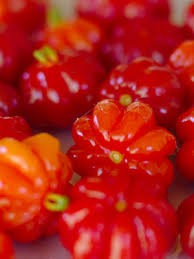 Cold hardy surinam cherry hedge plant eugenia uniflora enjoy as picked a highly ornate evergreen shrub or small tree usually maturing to 20 feet. Cold Hardy Surinam Cherry Hedge Plant Eugenia Uniflora Real Tropicals