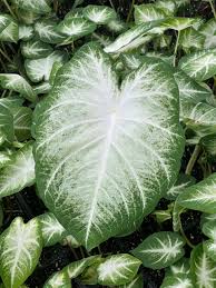 Image result for Caladium