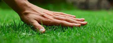 Proper dog grass care can protect your lawn from canine accidents. Walk Softly How Long To Wait To Use Your Freshly Sodded Lawn