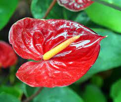 How surprised (and delighted) anyone would be when one of these exotic flowers arrive straight from paradise to their front door. Unusual Flowers Exotic Rare And Not Often Seen Specimens