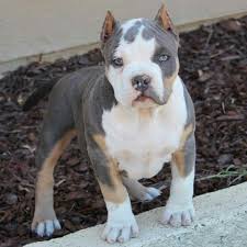 American Bully Pup Bully Breeds Dogs Pitbull Terrier Dog Breeds