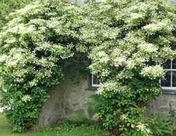We did not find results for: Climbing Hydrangea