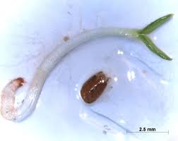 Image result for Conostomium natalense