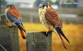 Ver más ideas sobre cernícalo, aves, cernícalo americano. Cernicalo Aves De Chile