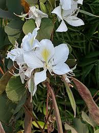 Image result for Bauhinia variegata