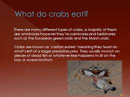 Colour Colour When People Think Of A Crab They Automatically Think A Crab Is Red However Generally Crabs Are Grey But When Cooked They Turn Red Ppt Download