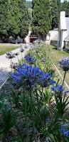Image result for Agapanthus campanulatus