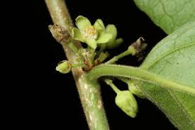 Image result for Octolepis decalepis