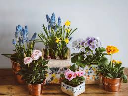 Price and stock could change after publish date, and we may make money from these links. Indoor Plants Low Light Indoor Plants That Ll Bring Home Serenity Lushness Most Searched Products Times Of India
