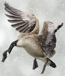 Tactics For Hunting Big River Geese Goose Hunting Waterfowl Hunting Deer Hunting Tips