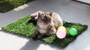 Gently shake it to let the remaining. Litter Box Alternatives For Injured Cats Purrfect Love