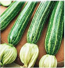 San pasquale baylonne protettore delle donne (1976). San Pasquale Zucchinisamen Cucurbita Pepo Landwirtschaftliche Samen Zucchini Ca 40 Samen Amazon De Garten