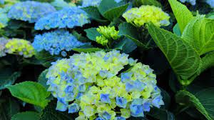 Hydrangea Everlasting Revolution Wonderful Long Lasting Very Sturdy Blooms On Compact Plants Youtube