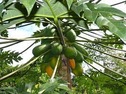 Marcotting is normally done during rainy season to minimize the need for frequent watering. Papaya Propagated By Marcotting Agriculture Monthly