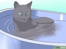 Maybe you would like to learn more about one of these? 3 Cara Untuk Membasmi Cacing Pita Pada Kucing Wikihow