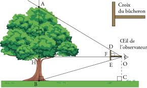 Mesure De La Hauteur D Un Arbre Annabac