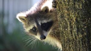 These mammals can make over 200 sounds that indicate whether they're communicating with each chittering has several variations and is used by raccoons in different contexts. The Diary Of A Broken Man And His Pet Raccoon
