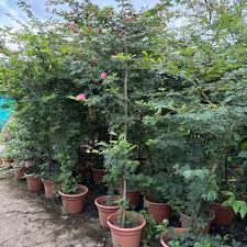 Image result for Calliandra surinamensis