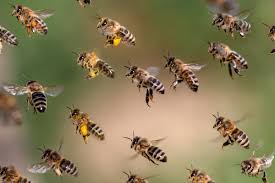 Since 2011, we have excelled at bee removal and pest control near me for wasps, hornets, bees, mud daubers, and similar pests. The Inhabitants Of A Bee Hive Live Bee Removal