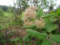 Image result for Crossopteryx