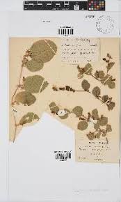 Image result for Rhynchosia monophylla