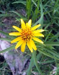 Image result for Pascalia glauca