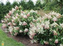 Pinky Winky Hydrangea Planting Hydrangeas Hydrangea Pinky Winky Hydrangea Landscaping