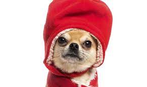 63 Memes De Chihuahuas Con Frio L2sanpiero