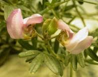 Image result for Virgilia oroboides