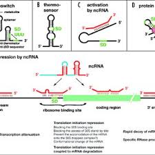 Jan 02, 2016 · the structure is known as polysome or polyribosome. Pdf The Role Of Mrna Structure In Translational Control In Bacteria