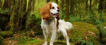 It is among the largest toy breeds. Cavalier King Charles Spaniel All About Dogs Orvis
