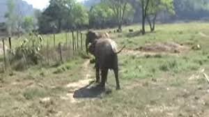 Maybe you would like to learn more about one of these? 7 Behaviors That Prove Elephants Are Incredibly Smart Mental Floss