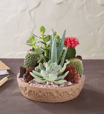 Whether you already have cactus plants in your home or you're thinking about picking up a few from your local greenhouse, these are the things you need to learn about how to care for a. Cactus Dish Garden 1800flowers Com 1828
