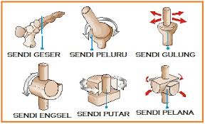Nyeri sendi pasti sangat mengganggu dan membuat anda tak nyaman. Macam Macam Sendi Dan Letaknya Fungsi Sendi Arah Gerak Sendi Serta Gambarnya