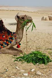 Camel's milk is used to make cheese and in the preparation of hot and cold drinks. Free Photo Camel Animal Desert Eating Free Download Jooinn