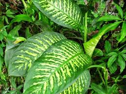 Pin On Indoor Outdoor Garden Wish List